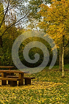 Leaves in Autumn in a tree and floor and Park bench. Autumn landscape. Fokus on the front of view.