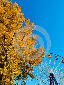 leaves autumn tree near ferris wheels