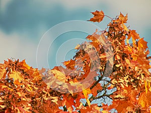 Leaves of autumnal Maple. Dark red feathery acer, bright blue