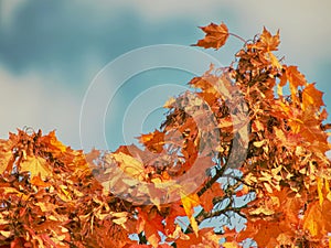 Leaves of autumnal Maple tree. Dark red feathery acer, bright blue sky on the background