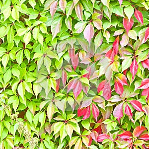 Leaves background