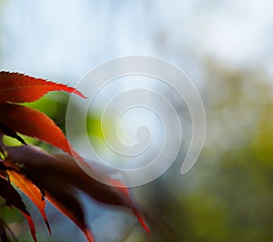 Leaves background