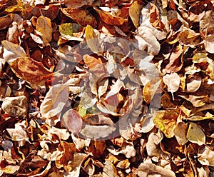 Leaves background in autumn. Brown, yellow and red leaves on the ground.