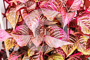 Leaves Background Clourful Closeup Nobody photo