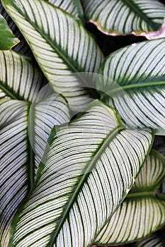 Leaves background. Green leaf texture pattern background.