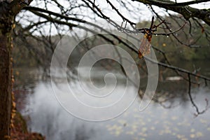 Leaves at Backhausteich in Kranichstein, Germany.