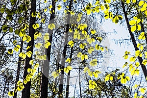 Leaves in backlight, deciduous forest, spring time, Slovakia