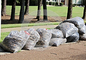 Leaves bagged for trash pick up