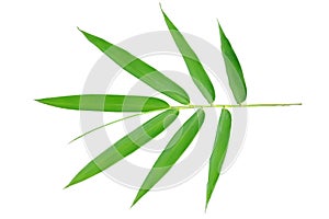 The leaves of the bamboo tree separating from the white background