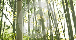 Leaves, bamboo trees and sunshine with green in nature, Japanese jungle or garden with lens flare. Environment