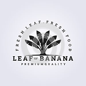leaves of banana tree logo vector illustration design