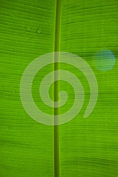 The leaves of the banana tree Textured back light fresh green Leaf abstract background