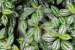 A large green leaf of a FIG tree photo