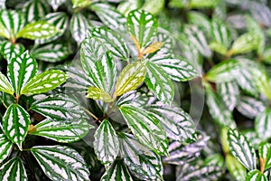 A large green leaf of a FIG tree photo