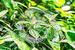 A large green leaf of a FIG tree photo