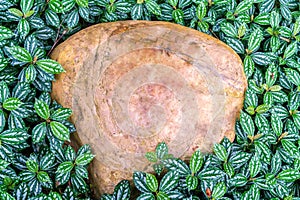 A large green leaf of a FIG tree photo