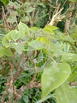 The leaves of the barata tree in the Sundanese language are used for goat food