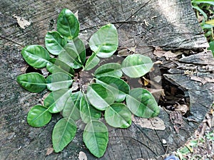 Leaves on bark