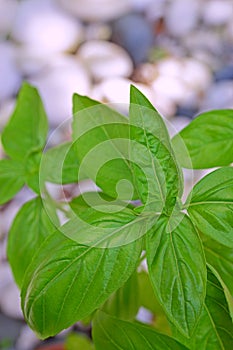 Leaves of Basil plant with grey and white pebble stones in the background