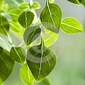 Leaves of a basil plant, variety Piccolino