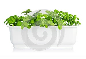 Leaves basil in white bucket