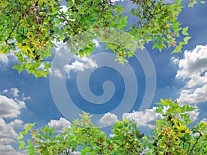 Leaves and beautiful cloud on sky