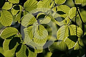 Leaves of a Beech (Fagus) photo