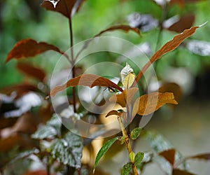 leaves that beetles infest after rain