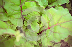 Leaves of beetroot plants in garden