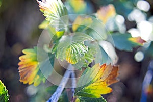 Leaves Beginning to Show Their Fall Colors.