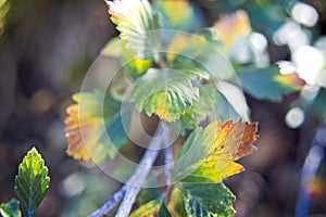 Leaves Beginning to Show Their Fall Colors.