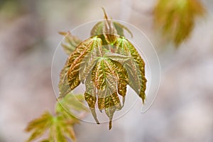 Leaves beginning to Spread Out in Spring