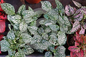 Leaves of begonia rex close-up. Houseplants photo