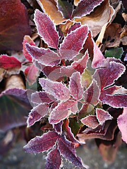 The leaves being covered with frost