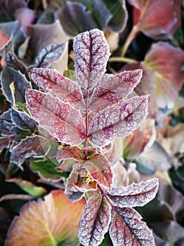 The leaves being covered with frost