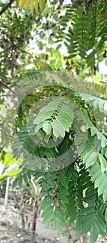 leaves of belimbi or cucumber tree