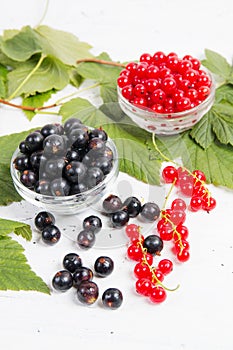 Leaves and berries of black and red currant