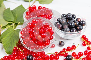 Leaves and berries of black and red currant