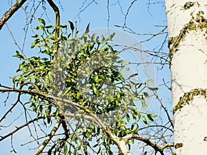 Leaves and berries of a bunch of a green mistletoe close-up