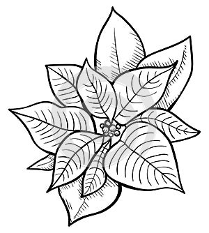 Leaves and berries - design element in pencil drawing style
