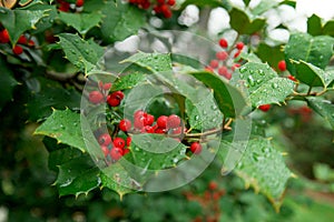 Leaves and Berries from the Holly MistletoeTree