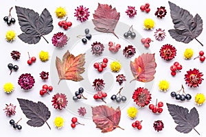 Leaves and berries top view. Autumn composition. Orange and red foliage and small fruits on white background. Fallen leaf and