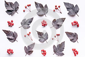 Leaves and berries top view. Autumn composition. Red foliage and small fruits on white background. Fallen leaf and rowanbery flat