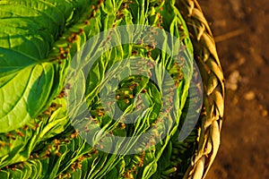 Leaves of betel