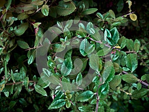 The leaves of Betula fruticosa evergreen plant