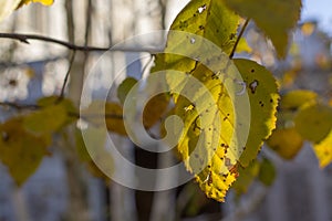 Leaves of a birch in autumn