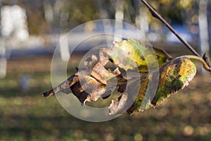 Leaves of a birch in autumn