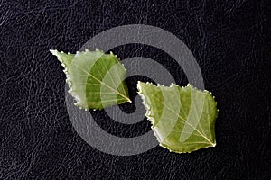 Leaves of birch drenched in epoxy on a dark background close-up. The basis for a pendant or earrings. Handmade jewelry in the