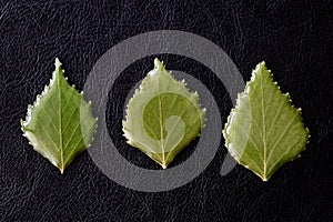 Leaves of birch drenched in epoxy on a dark background close-up. The basis for a pendant or earrings. Handmade jewelry in the