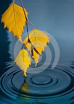 Leaves of birch over the water with ripples from the raindrops